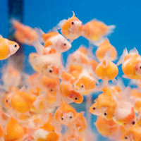 漂亮五彩的鱼群qq头像图片,各种好看的鱼儿
