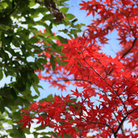 适合微信的头像,枫叶满天红红的太美丽了