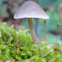 草地上的唯美蘑菇,好看的微信头像图片