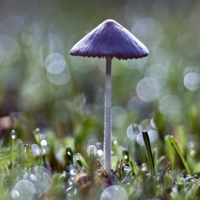 草地上的唯美蘑菇,好看的微信头像图片