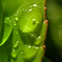 晶莹透亮的绿叶上的水珠QQ头像图片大全