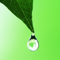 晶莹透亮的绿叶上的水珠QQ头像图片大全