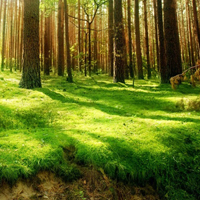 森系风景头像图片,唯美森林茂密耸立的参天大树