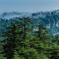四川峨眉山风景图片,高山青松太美丽了