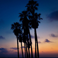 最美椰子树头像,海滩高清椰子树头像图片