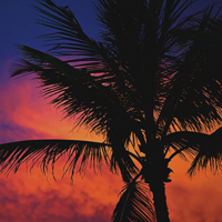 最美椰子树头像,海滩高清椰子树头像图片
