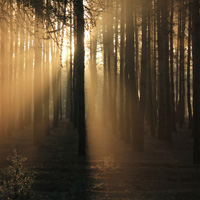 清晨唯美蓝色宁静小树林,阳光穿透树林唯美头像图片