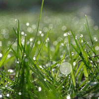 雨后的草丛唯美头像，绿油油的小草上挂满了晶莹的水珠