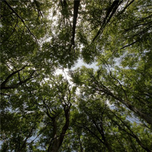 微信头像风景森林 唯美绿色森林公园风景图片