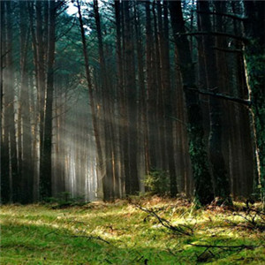 微信头像风景森林 唯美绿色森林公园风景图片