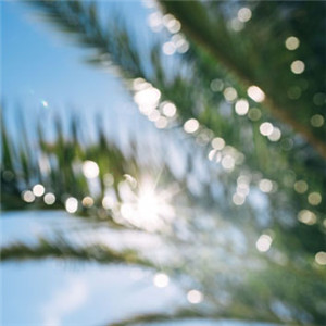 微信棕榈树头像 阳光下的棕榈树图片
