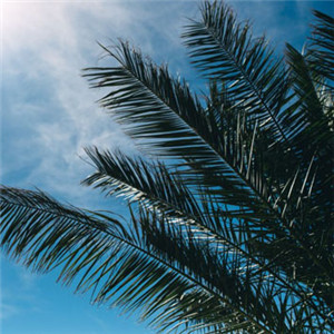 微信棕榈树头像 阳光下的棕榈树图片