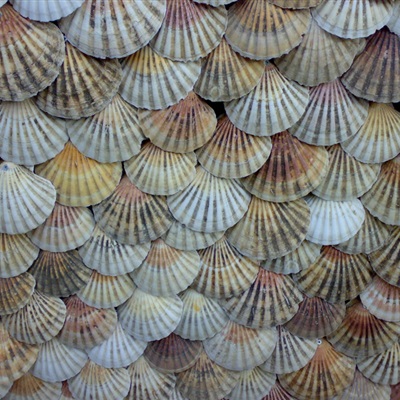 贝壳微信头像 形状各异的贝壳图片