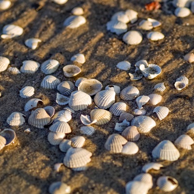 贝壳微信头像 形状各异的贝壳图片