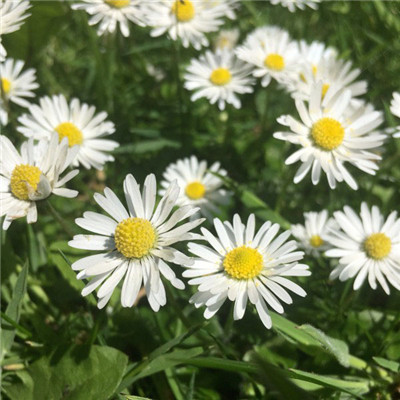 白色的花朵头像图片，个性美丽的雏菊图片