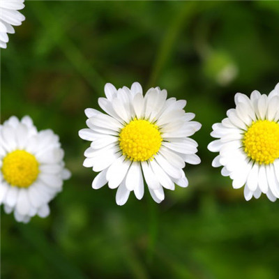 白色的花朵头像图片，个性美丽的雏菊图片
