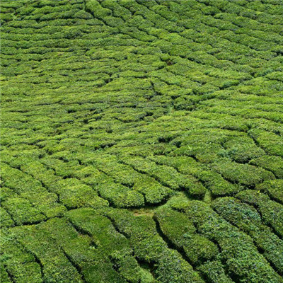 2020年绿色风景头像，好看风景优美的茶树图片