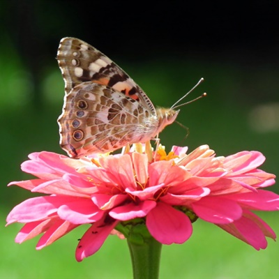 花蝴蝶微信头像 花朵上采花蜜的蝴蝶图片