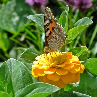 花蝴蝶微信头像 花朵上采花蜜的蝴蝶图片