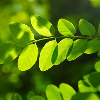 绿色微信头像 绿色的槐树叶子图片