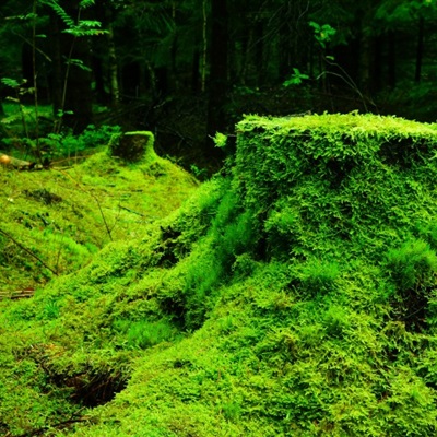 森系风景头像，小清新绿色青苔图片