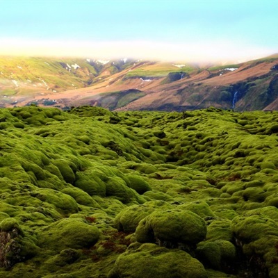 森系风景头像，小清新绿色青苔图片