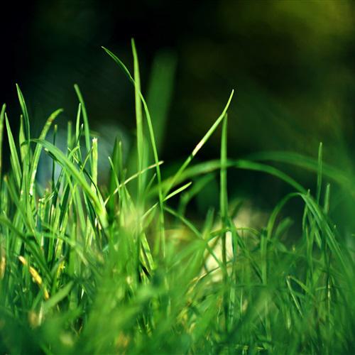 清新淡雅的微信头像，绿色草地小草图片