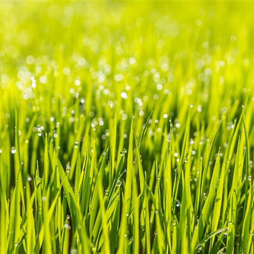 清新淡雅的微信头像，绿色草地小草图片