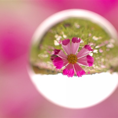 创意唯美头像图片 花朵在水滴中太美丽了