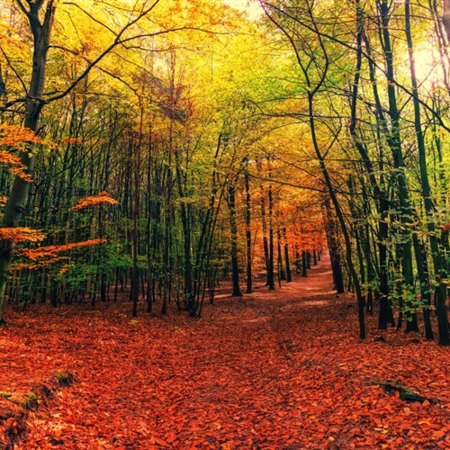 微信唯美风景头像，幽静的树林小路图片