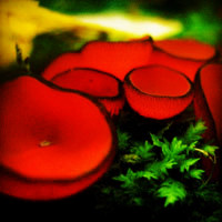 唯美蘑菇头像图片,五彩的颜色美丽极了