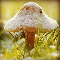 唯美蘑菇头像图片,五彩的颜色美丽极了