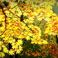 秋天的唯美枫叶风景是最迷人的,最美丽的