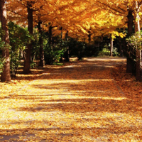 秋天的唯美枫叶风景是最迷人的,最美丽的
