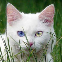 微信头像猫咪图片,纯种波斯猫异瞳图片