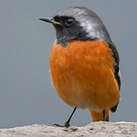 小鸟设置微信头像,北红尾鸲鸟类图片大全