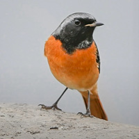 小鸟设置微信头像,北红尾鸲鸟类图片大全