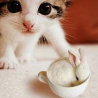 猫咪喵星人萌宠QQ头像图片,喜欢小猫的来吧
