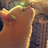 猫咪喵星人萌宠QQ头像图片,喜欢小猫的来吧