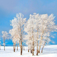 美丽而清静的雪花,雪景小清新好看的风景头像图片大全