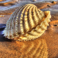 微信头像贝壳,漂亮的贝壳图片唯美好看的