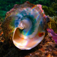 微信头像贝壳,漂亮的贝壳图片唯美好看的