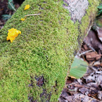 绿色苔藓植物,绿色植物头像清新自然图片