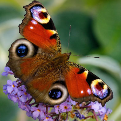 好看的头像 漂亮的孔雀蝴蝶图片