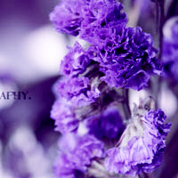紫色迷情唯美紫色头像,最好看的颜色真的好美丽