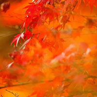 秋意浓红叶,天气变冷了,树叶开始变色了