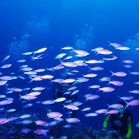 海底鱼类高清唯美图片,海底世界真美丽了