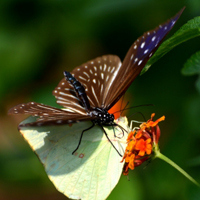 恋花的蝴蝶美图,适合微信专用的QQ头像图片