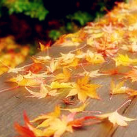 落叶的季节也是我们分手的日子,留下的只有回忆了