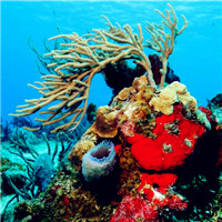 色彩斑的海底的珊瑚,为神秘的海底增添了神秘